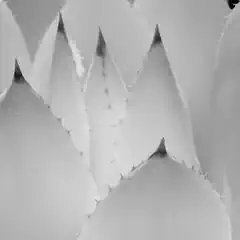 A close-up of several agave leaves. Sharp spines line the edges of the leaves.