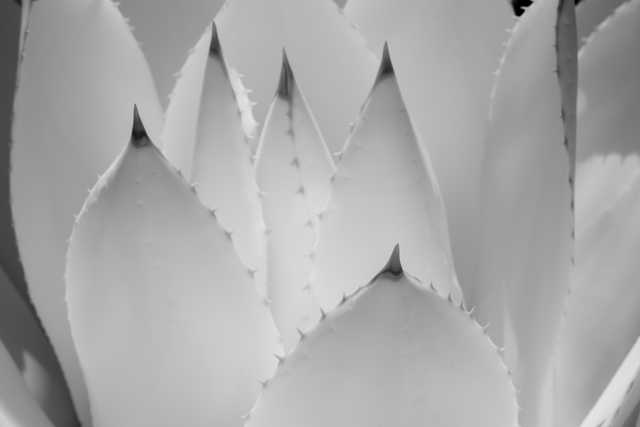 A close-up of several agave leaves. Sharp spines line the edges of the leaves.