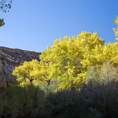 A rocky cliff face stands alongside vibrant yellow trees in the foreground, set against a clear blue sky.