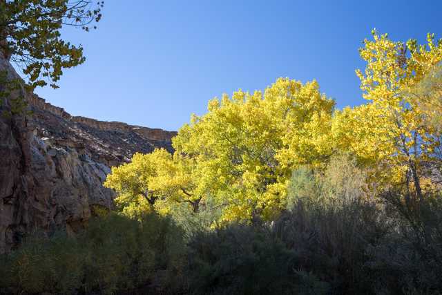 A rocky cliff face stands alongside vibrant yellow trees in the foreground, set against a clear blue sky.