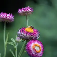 A small insect rests on a vibrant pink flower with a yellow center, surrounded by similar blooms and green foliage.