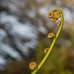 An unopened fern frond has several tightly coiled leaves at its tip.