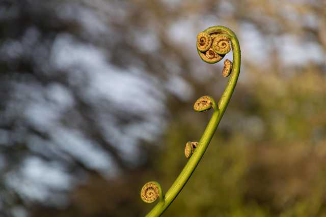 An unopened fern frond has several tightly coiled leaves at its tip.