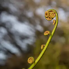 An unopened fern frond has several tightly coiled leaves at its tip.