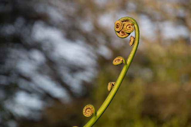 An unopened fern frond has several tightly coiled leaves at its tip.