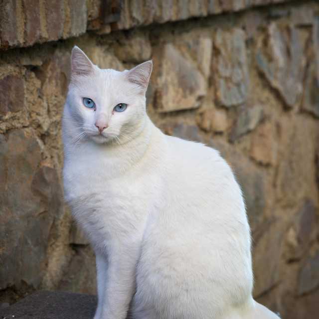 An all-white cat with striking blue eyes sits in front of a stone wall, its gaze directed towards the camera.