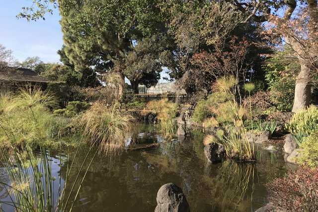 A koi pond is surrounded by large rocks and tall grasses, with trees visible in the background.