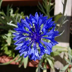 A blue, radially symmetrical flower has numerous slender petals and a dark center.