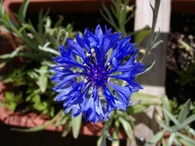 A blue, radially symmetrical flower has numerous slender petals and a dark center.