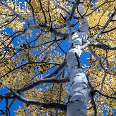 An aspen tree stands tall against a backdrop of blue sky on a sunny day.
