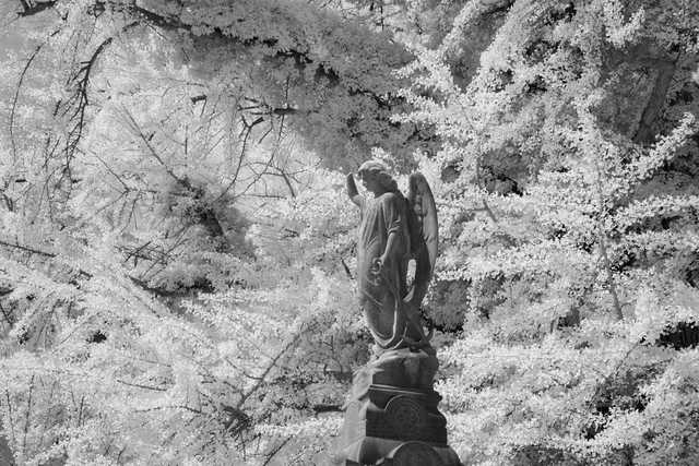 A stone angel statue with outstretched wings stands on a pedestal, surrounded by dense, leafy trees in a high-contrast black-and-white infrared view.