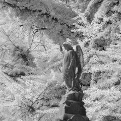 A stone angel statue with outstretched wings stands on a pedestal, surrounded by dense, leafy trees in a high-contrast black-and-white infrared view.