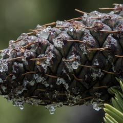 A dark pinecone displays numerous viscous droplets on its scales, and green needles extend from the lower right.