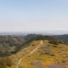 A dirt path winds through a grassy area covered with yellow wildflowers and purple flowers, on a hillside overlooking a city in the distance.