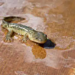 A small, damp salamander with mottled green and brown skin rests on a wet wooden surface, its limbs splayed and tail curved.