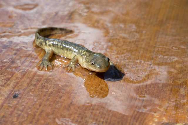 A small, damp salamander with mottled green and brown skin rests on a wet wooden surface, its limbs splayed and tail curved.