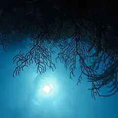 A view of coral formations with sunlight filtering through from above.