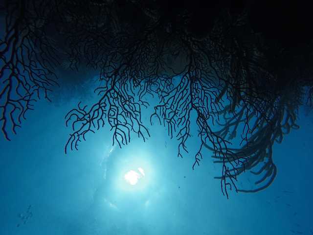 A view of coral formations with sunlight filtering through from above.