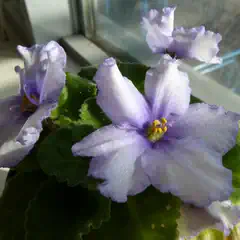 A plant displays three lavender, five-petaled blossoms and textured green foliage.
