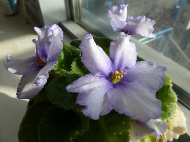 A plant displays three lavender, five-petaled blossoms and textured green foliage.