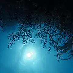 A view of coral formations with sunlight filtering through from above.