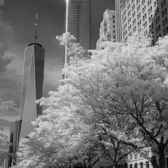 A tall building with a pointed top stands amidst other skyscrapers, partially obscured by trees in the foreground.