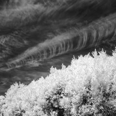 A dark sky filled with wispy cirrus clouds dominates this view, with a prominent row of trees running diagonally across the bottom half.