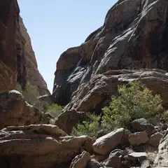 A rocky canyon with a narrow passage between the cliffs and a small green bush in the foreground.