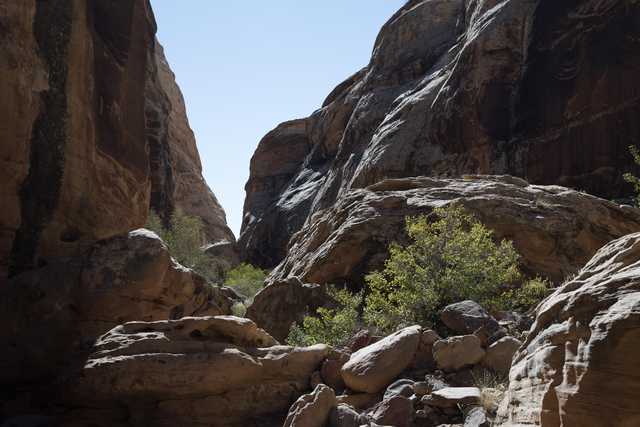 A rocky canyon with a narrow passage between the cliffs and a small green bush in the foreground.