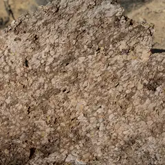 Brown-and-white textured surface on the inside of a large, flat piece of tree bark.