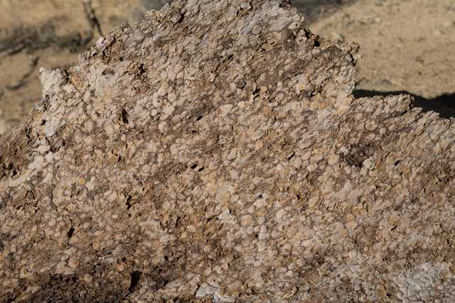 Brown-and-white textured surface on the inside of a large, flat piece of tree bark.