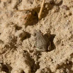 A small, spotted frog is partially camouflaged on sandy ground.