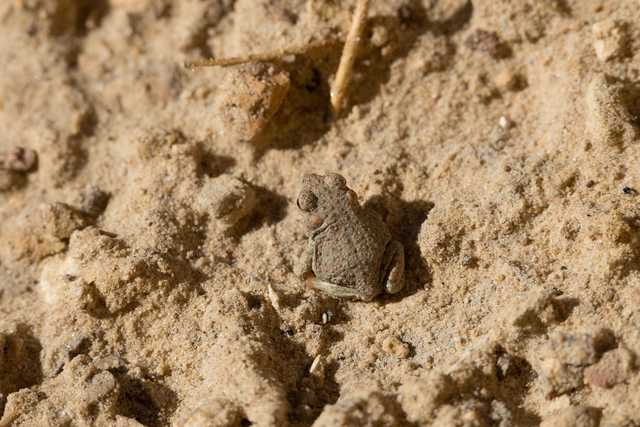 A small, spotted frog is partially camouflaged on sandy ground.
