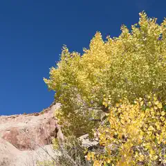 A large tree with yellow leaves stands in front of a rocky outcropping, set against a clear blue sky.
