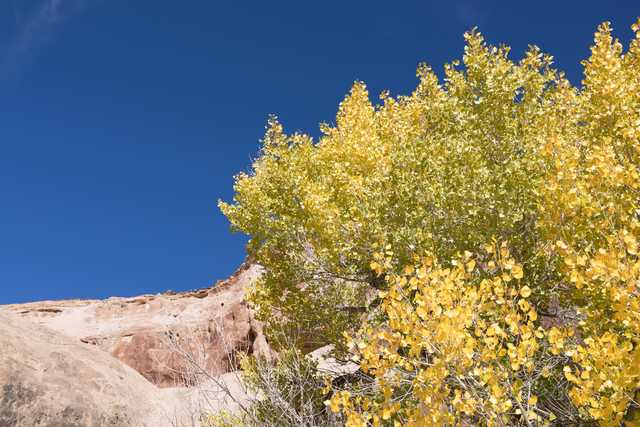 A large tree with yellow leaves stands in front of a rocky outcropping, set against a clear blue sky.