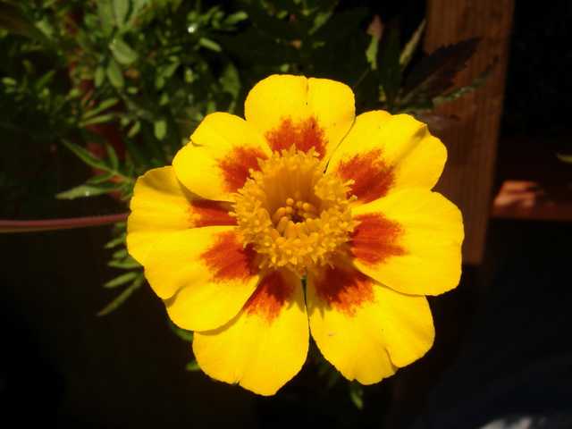 A vibrant yellow and red marigold with a dark center and bright petals, set against a blurred background of green foliage.