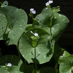 A close-up of a plant with green leaves and small white flowers.