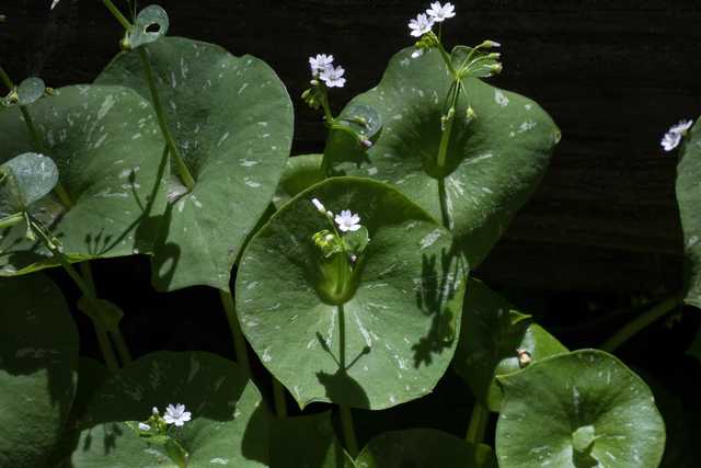 A close-up of a plant with green leaves and small white flowers.
