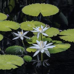 White water lilies float on dark water surrounded by large green leaves with serrated edges.