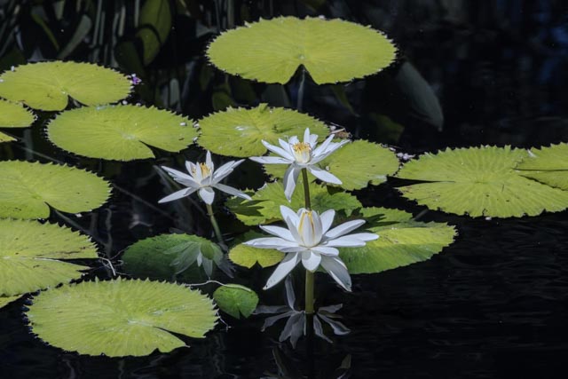 White water lilies float on dark water surrounded by large green leaves with serrated edges.