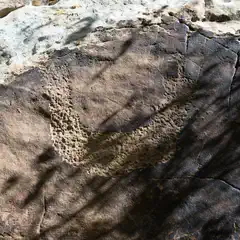 A rock surface features intricate patterns etched into its rugged texture.