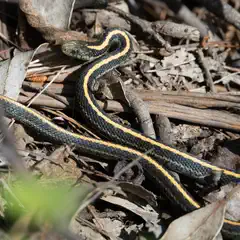A dark snake with yellow stripes rests among dry leaves and twigs.