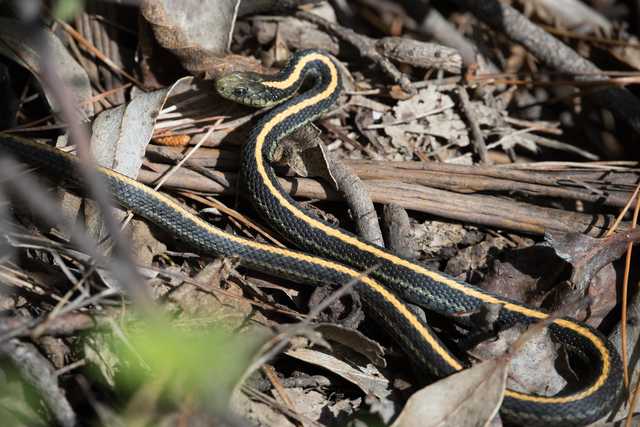 A dark snake with yellow stripes rests among dry leaves and twigs.