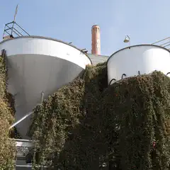A red-brick smokestack sits atop a brewery, surrounded by two large white tanks covered in vines and ivy.