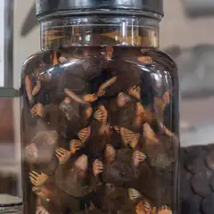 A large glass jar contains numerous preserved moles submerged in liquid, with a label reading JAR OF MOLES on the lid.