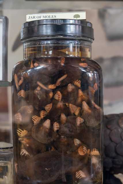 A large glass jar contains numerous preserved moles submerged in liquid, with a label reading JAR OF MOLES on the lid.