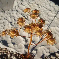 A cluster of dried flowers with long, thin petals and yellow centers is attached to a brown stem.