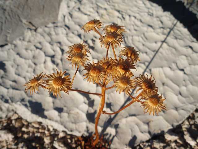 A cluster of dried flowers with long, thin petals and yellow centers is attached to a brown stem.