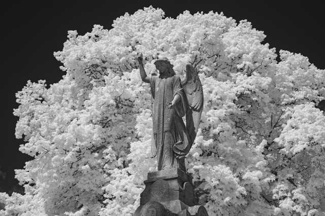A statue of an angel stands before a large tree with dense foliage.