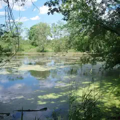 A pond covered in green algae is surrounded by trees and grasses.